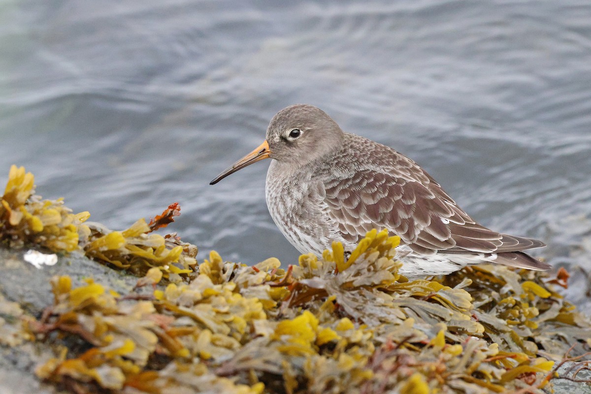 Purple Sandpiper - ML646472722