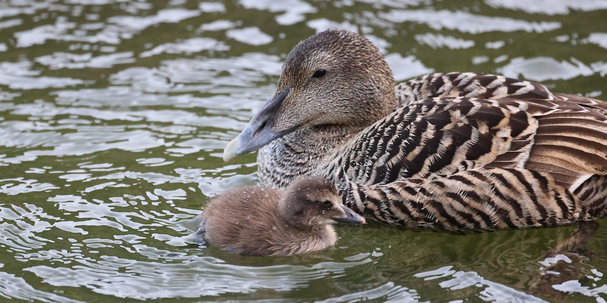 Common Eider - ML646472727