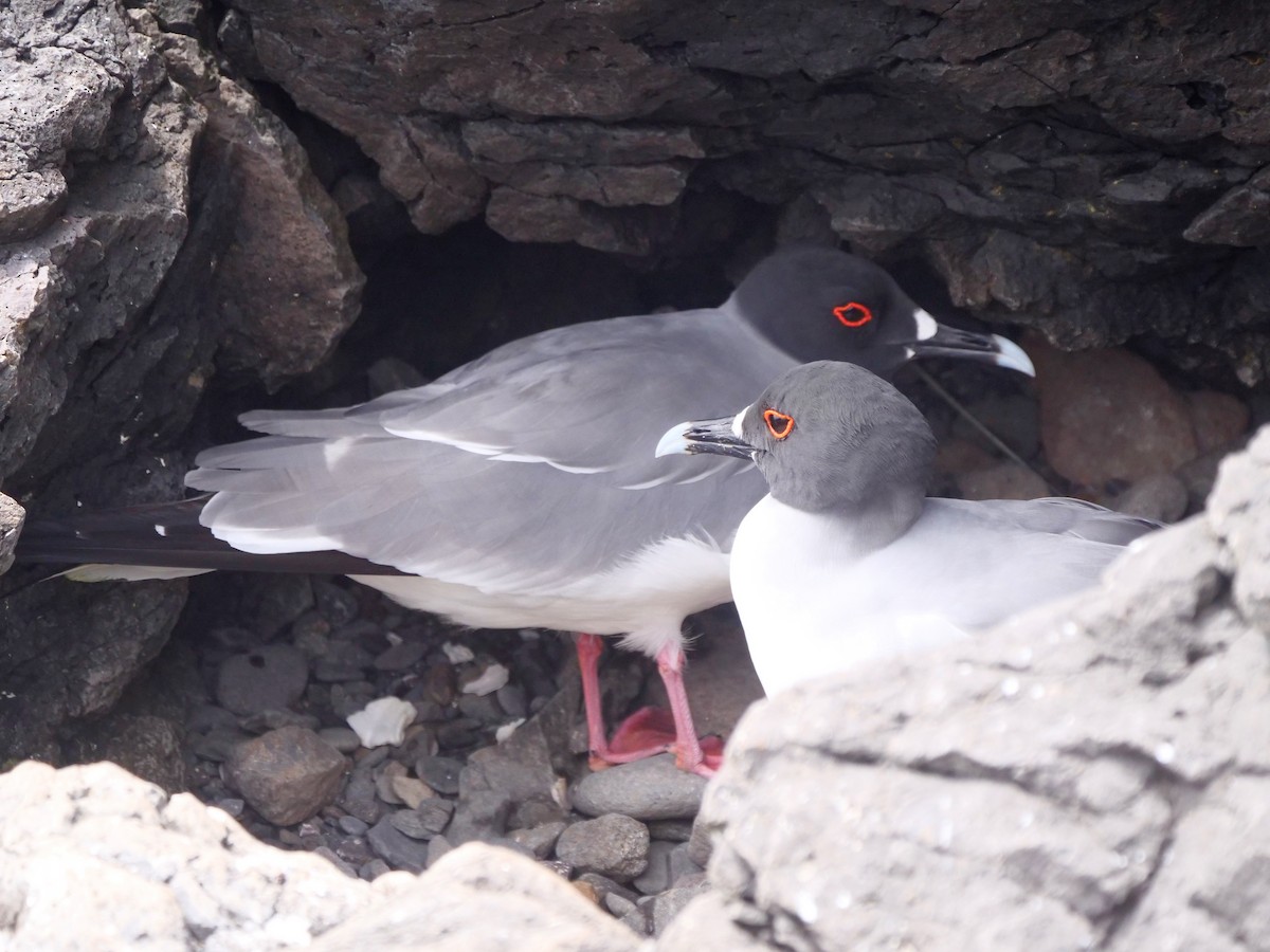 Gaviota Tijereta - ML646472728