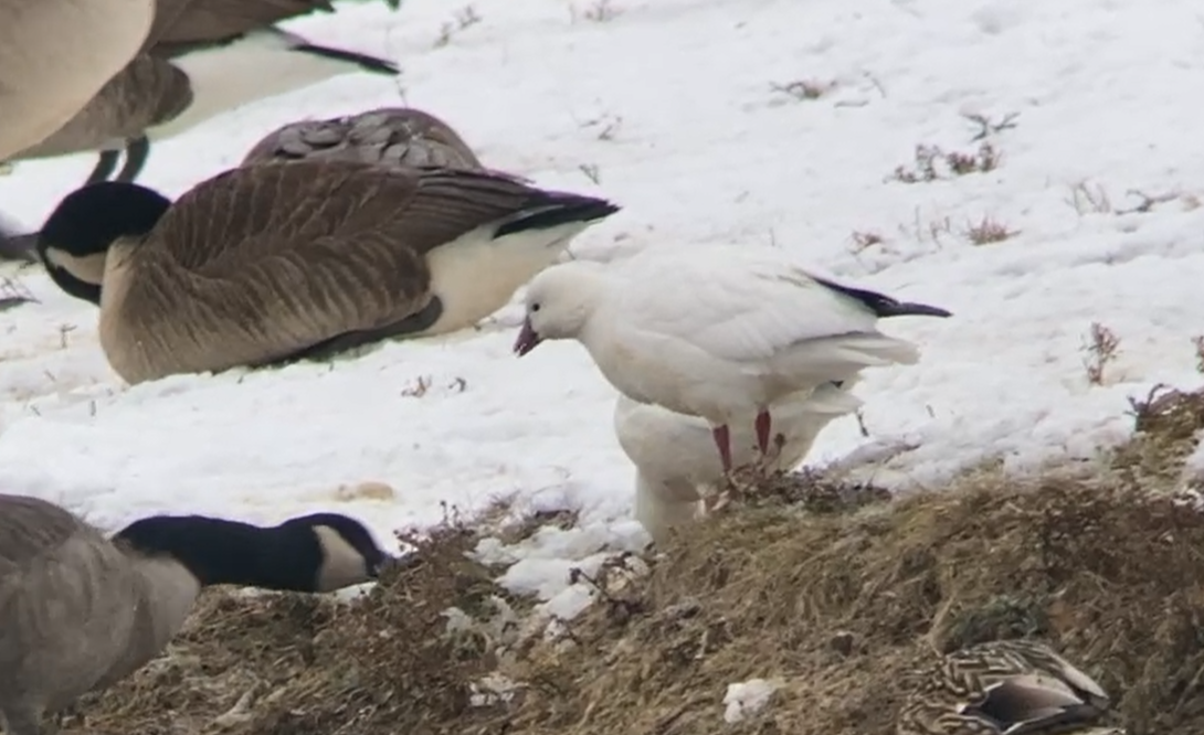 Ross's Goose - ML646472729