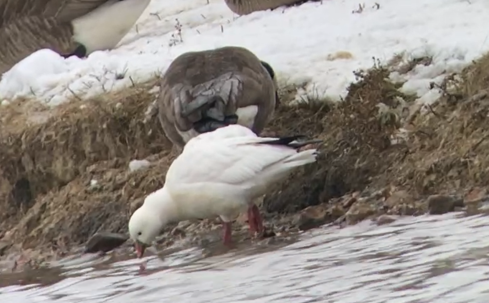 Ross's Goose - ML646472730