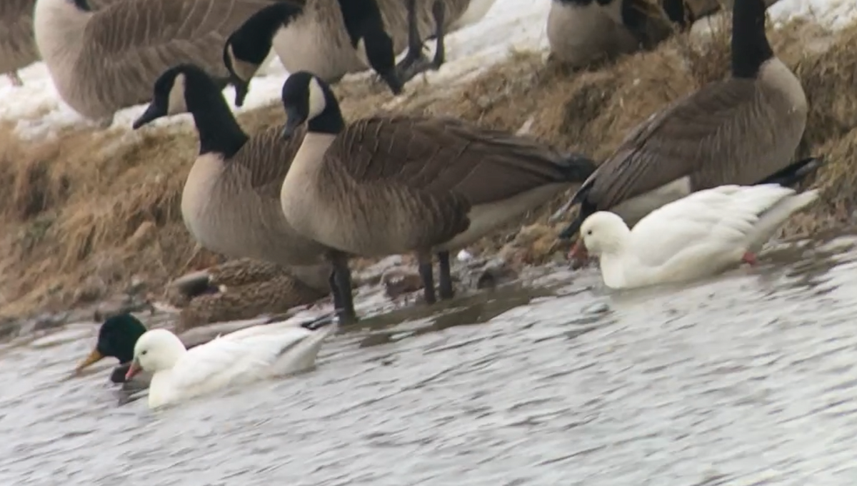 Ross's Goose - ML646472731