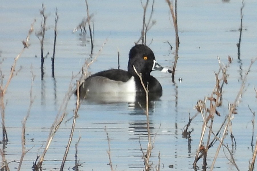 Ring-necked Duck - ML646472732