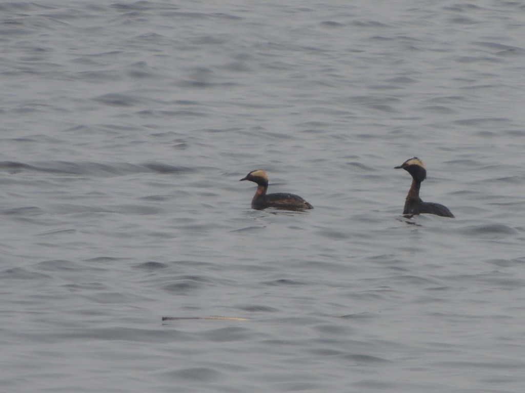 Ухаа шунгуур - ML646472736