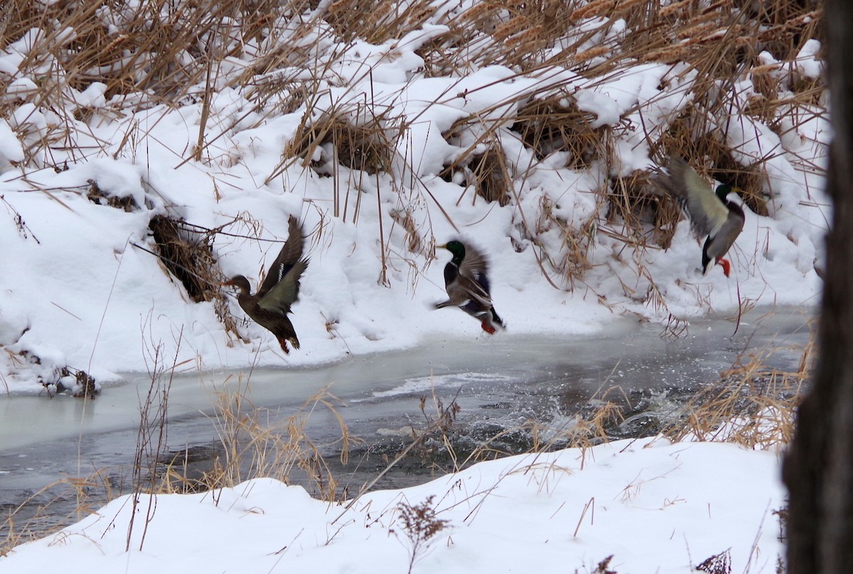 Mallard - ML646472737