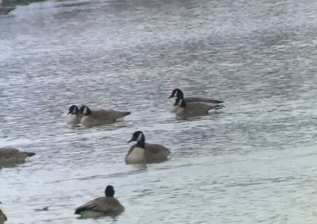 Oca canadese minore - ML646472739