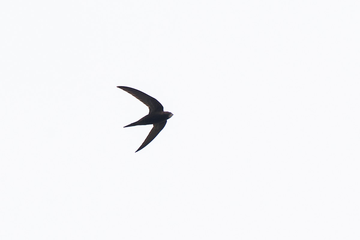Common Swift - ML646472740