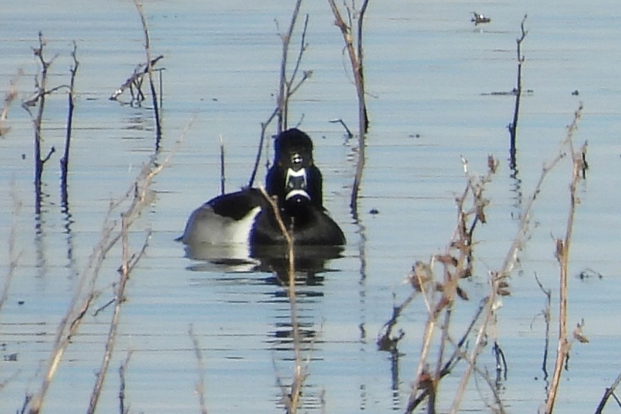 Ring-necked Duck - ML646472742