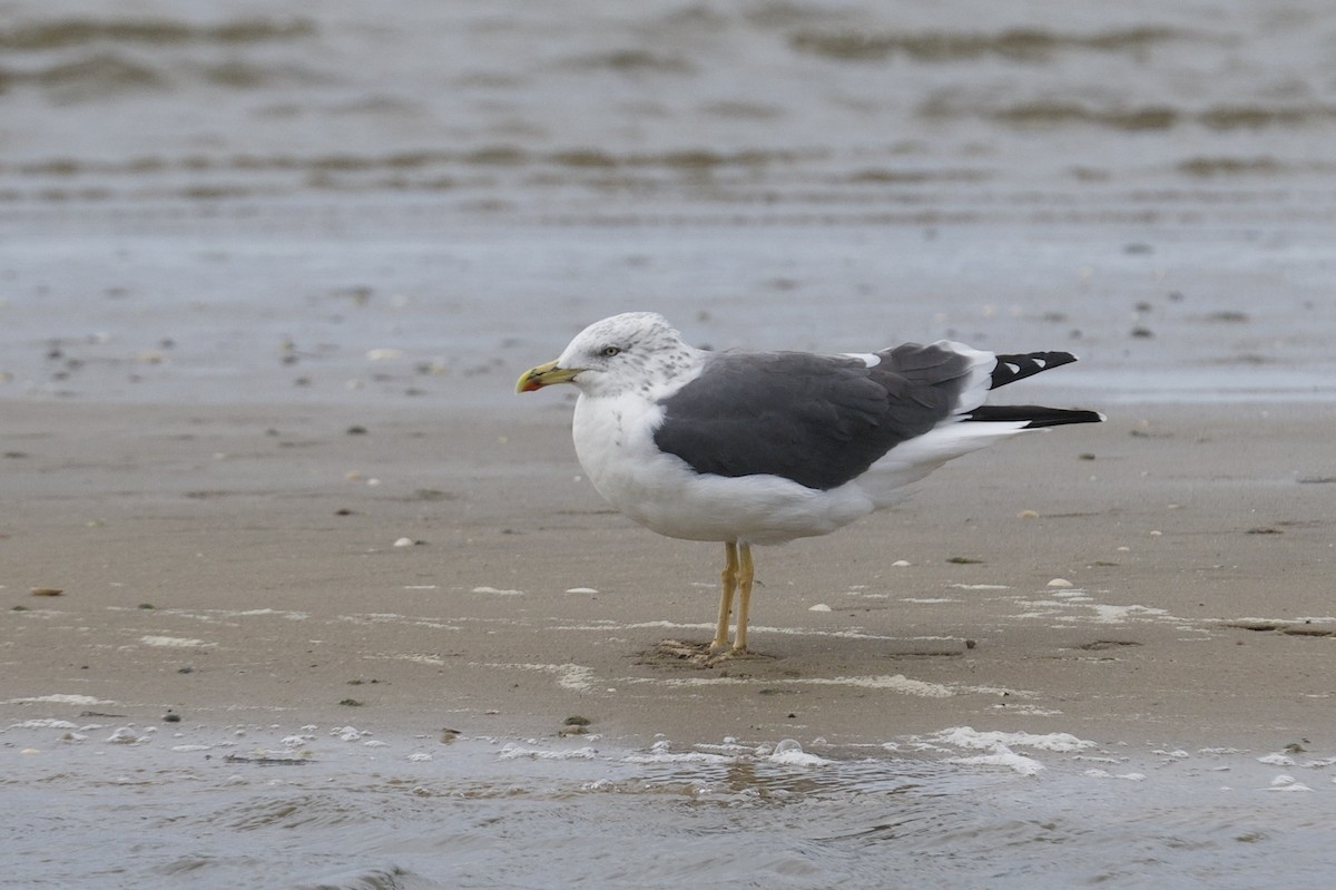 Kaio iluna - ML646472743