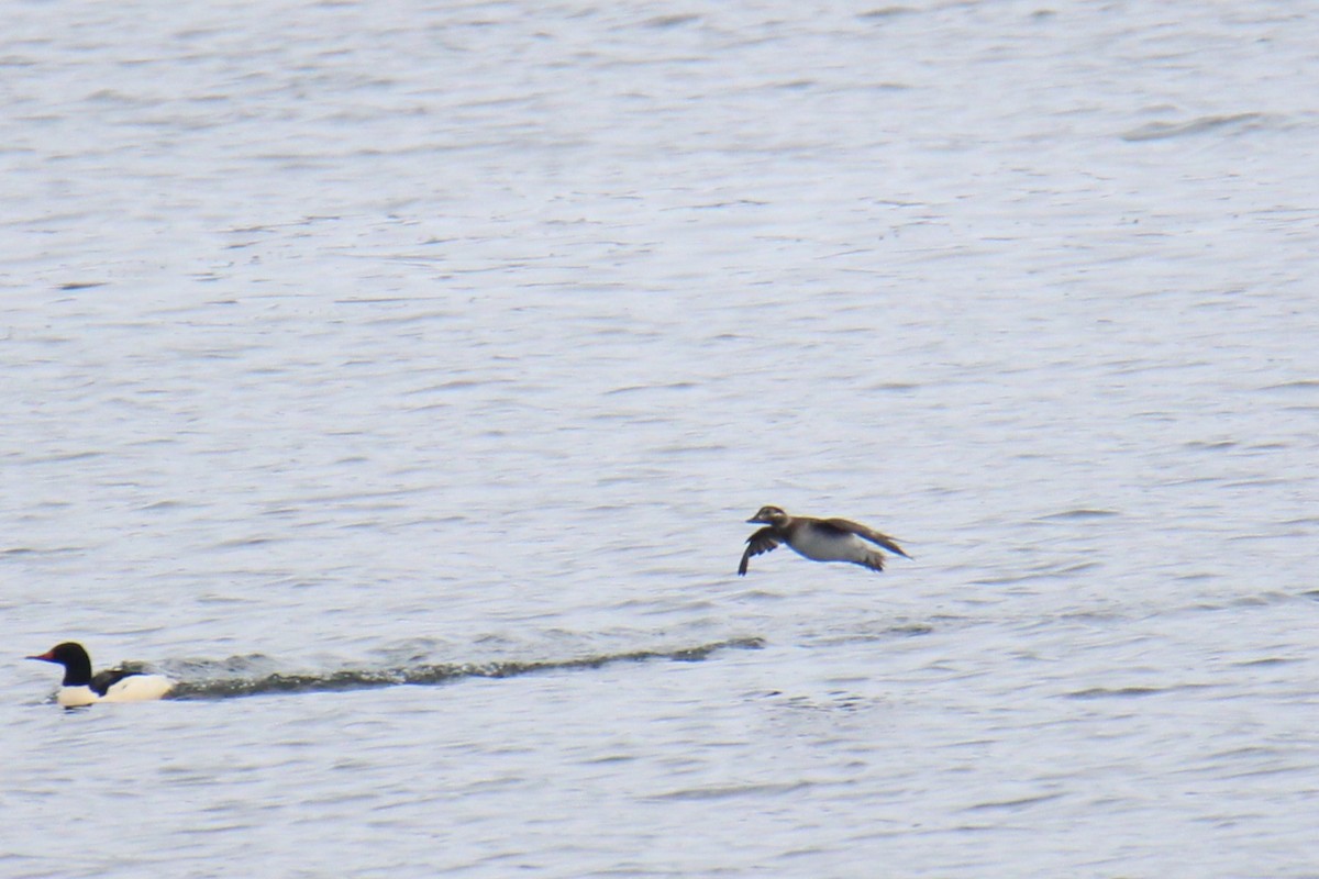 Long-tailed Duck - ML646472744