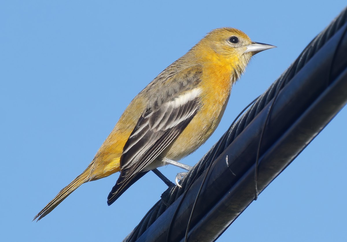 Baltimore Oriole - ML646472746