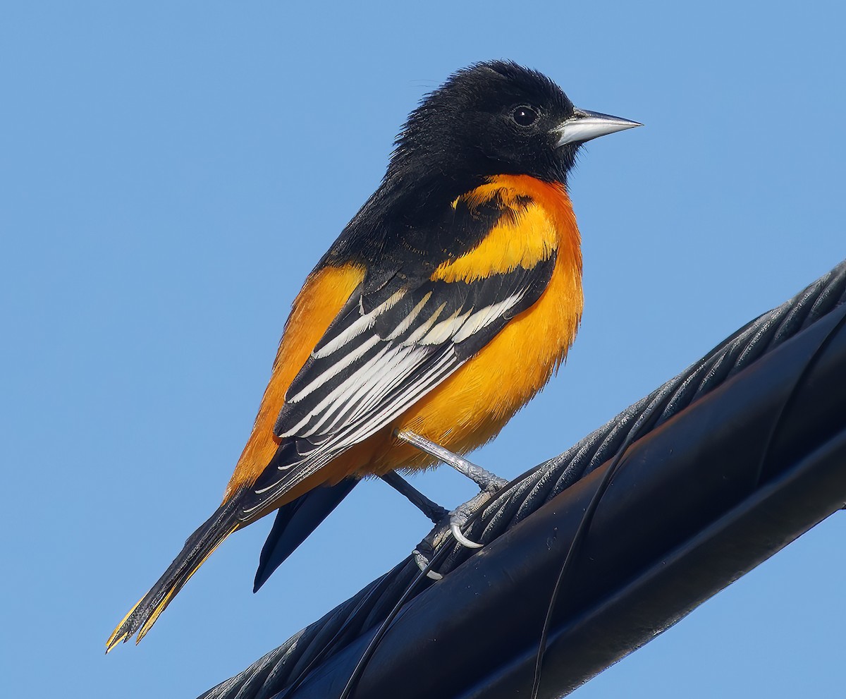 Baltimore Oriole - ML646472748