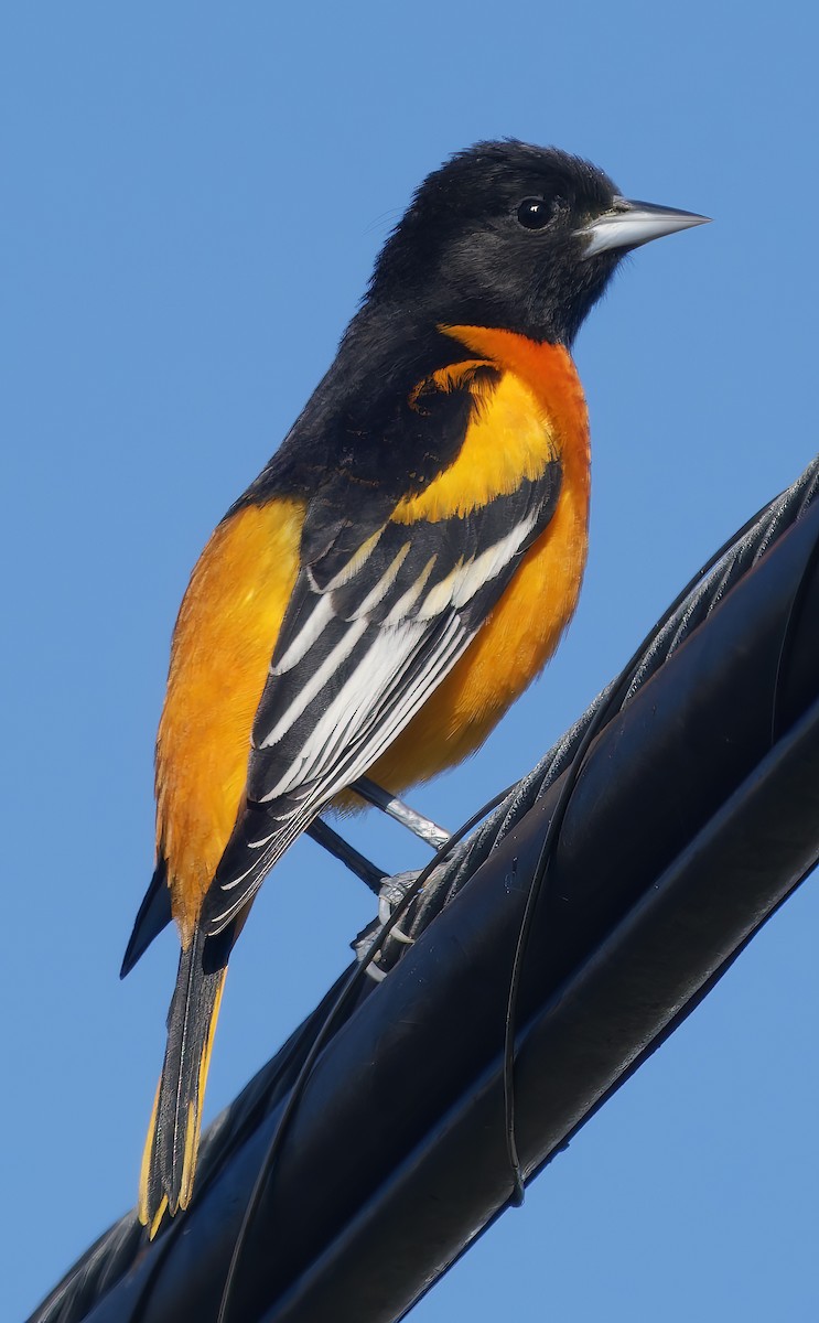 Baltimore Oriole - ML646472749