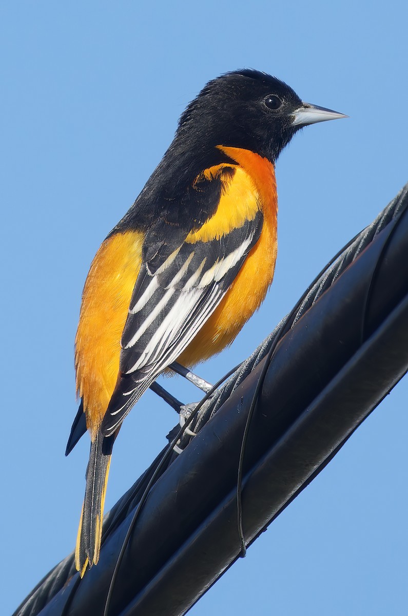 Baltimore Oriole - ML646472750
