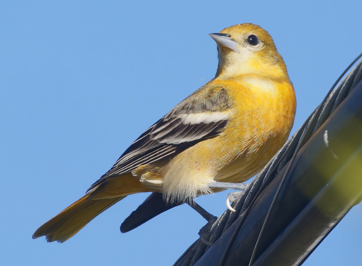 Baltimore Oriole - ML646472751