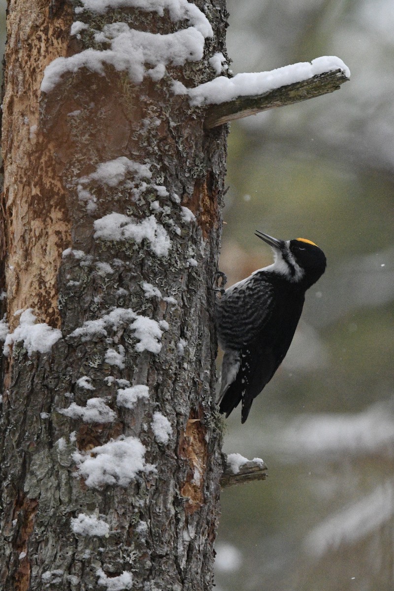 Pic à dos noir - ML646472752
