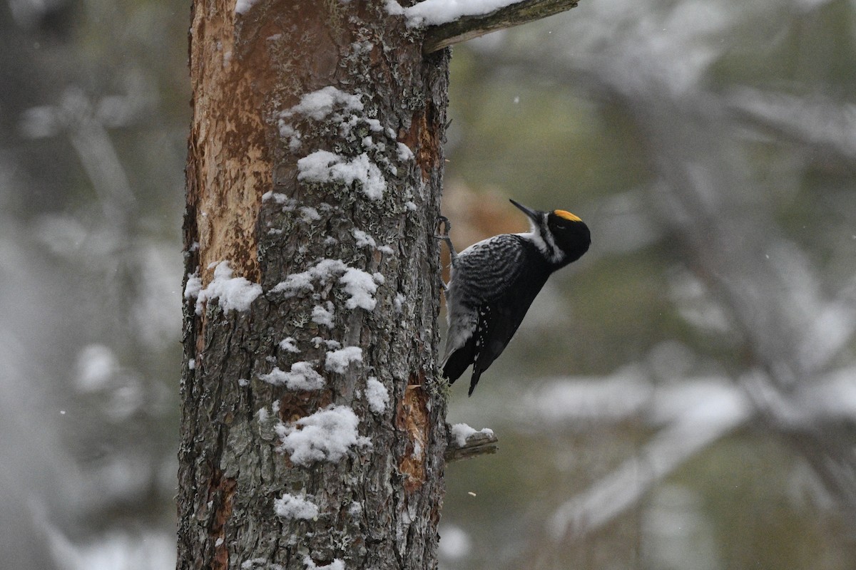 Pic à dos noir - ML646472753