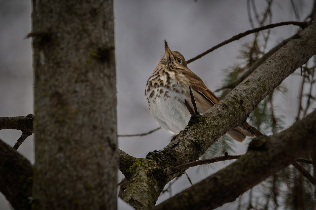 drozd rezavoocasý - ML646472754