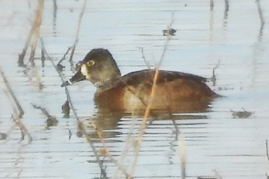Ring-necked Duck - ML646472755