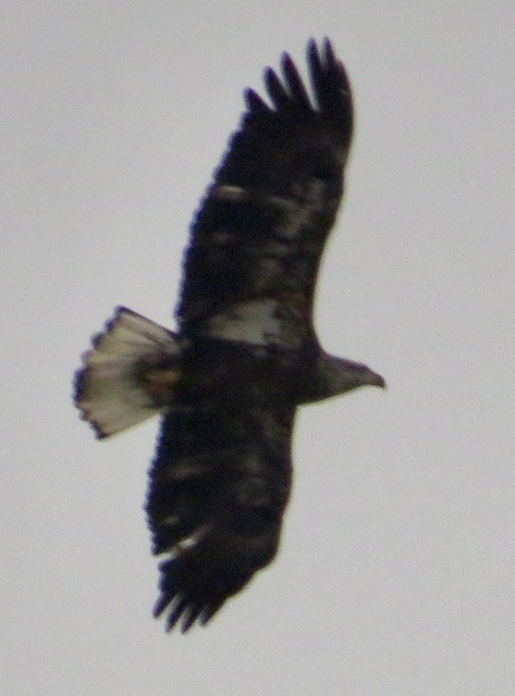 Орлан білоголовий - ML646472756