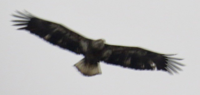 Орлан білоголовий - ML646472757