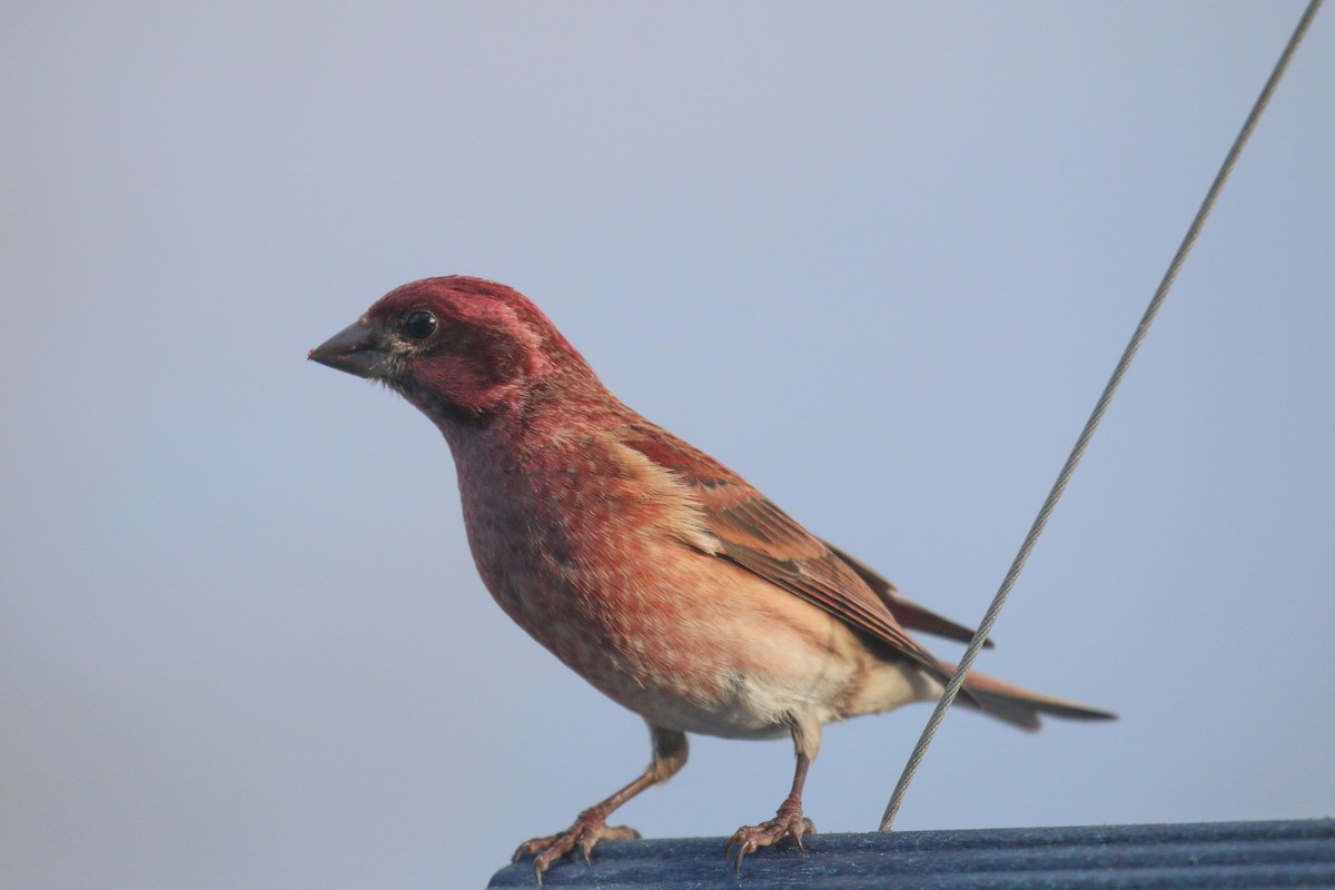 purpurfink - ML646472758