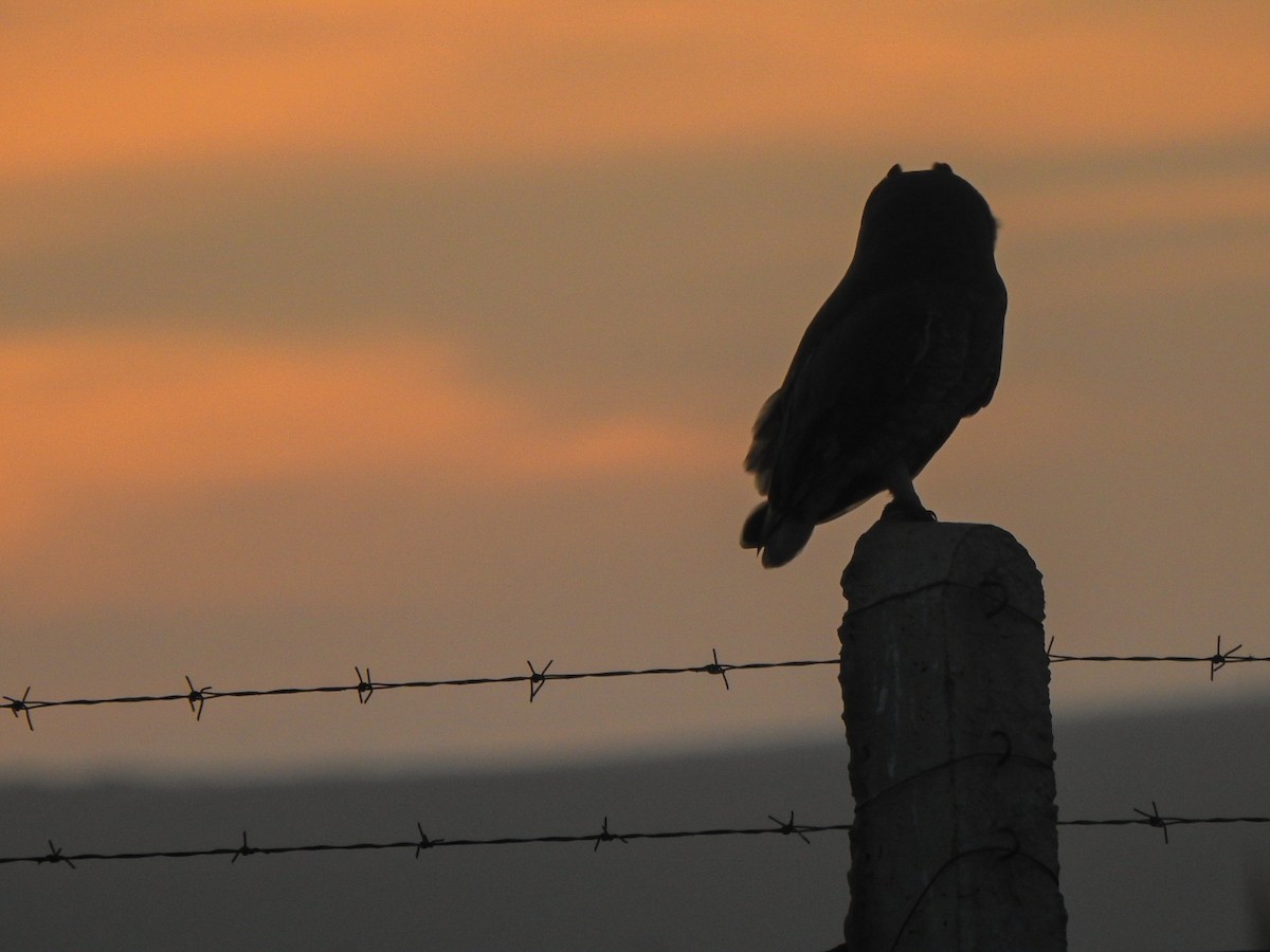 Marsh Owl - ML646472763