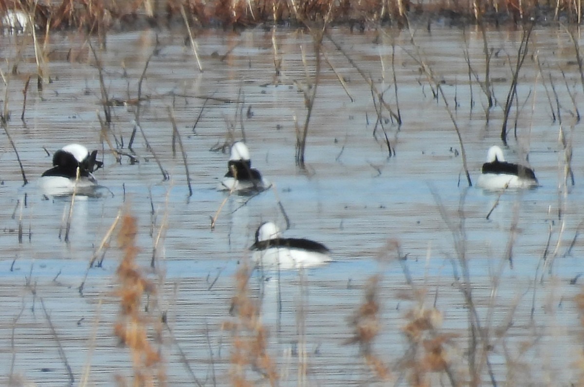 Bufflehead - ML646472764