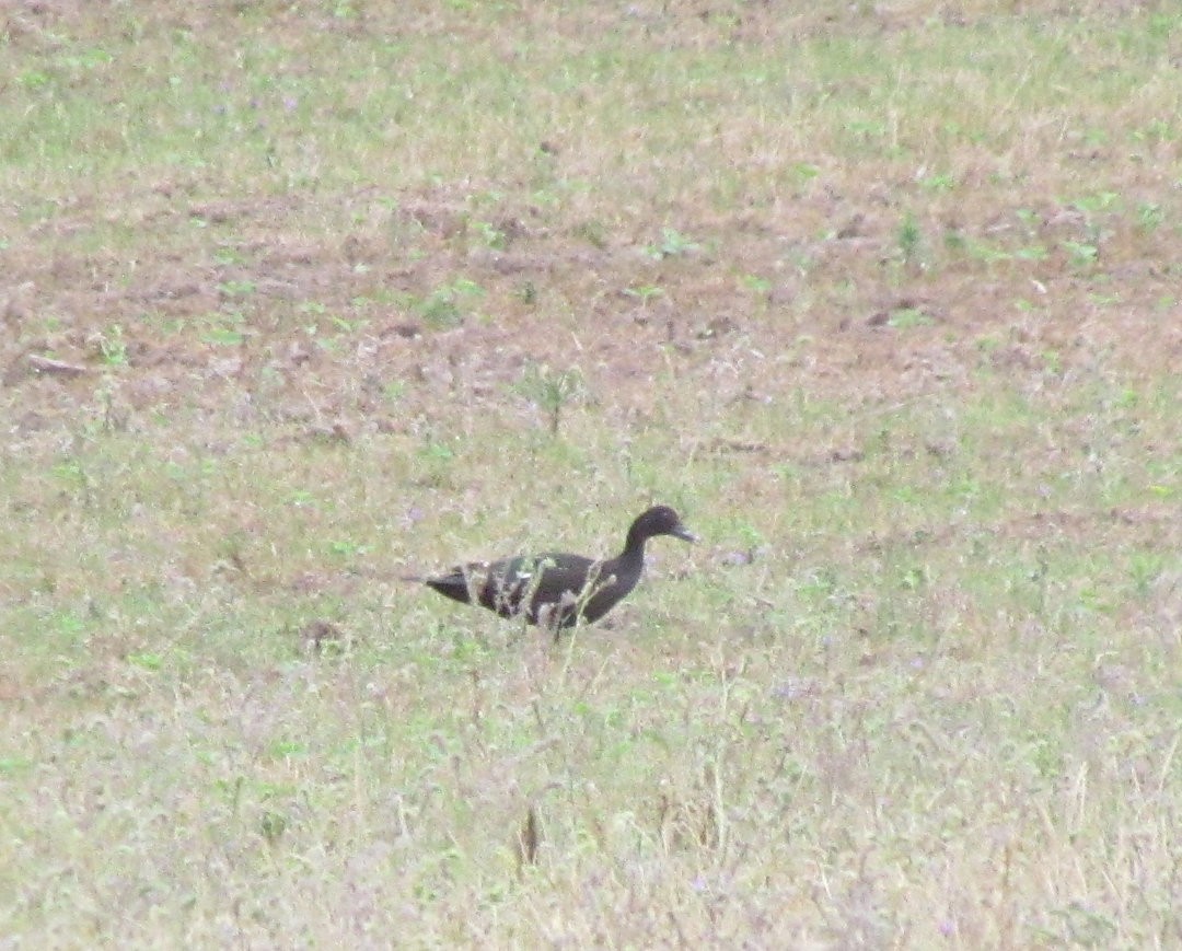 ברבר - ML646472765