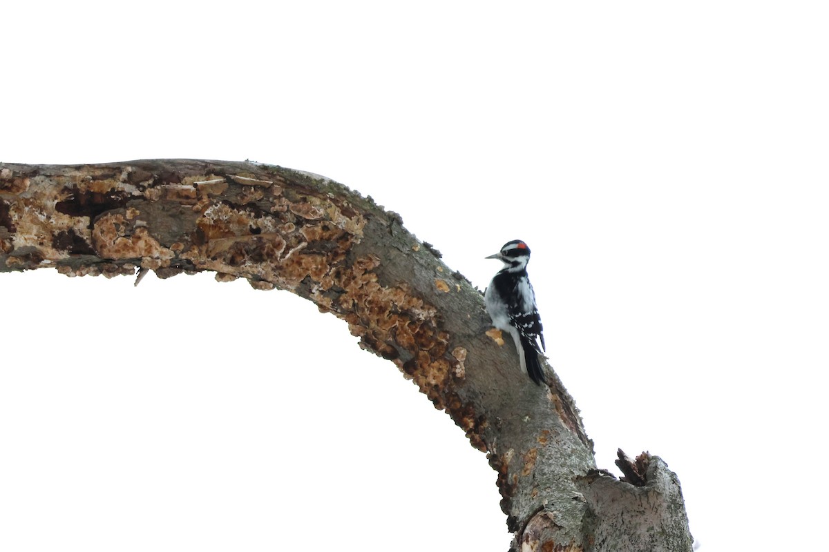 Hairy Woodpecker - ML646472769