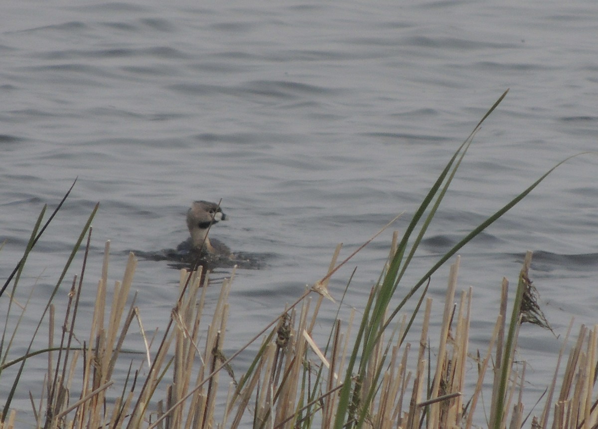 Pied-billed Grebe - ML646472771
