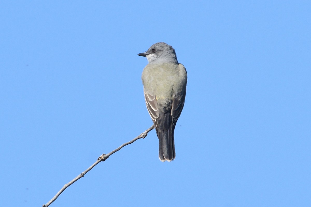 Cassin's Kingbird - ML646472772