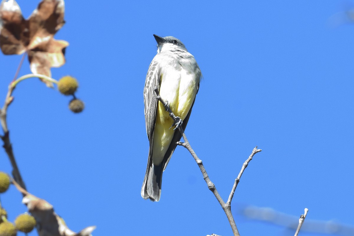 Cassin's Kingbird - ML646472773