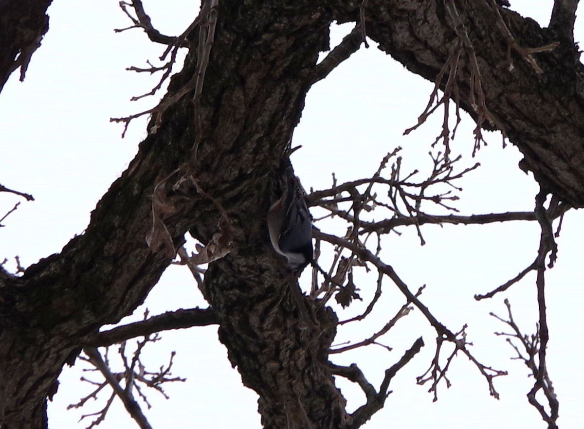 Weißbrustkleiber - ML646472774