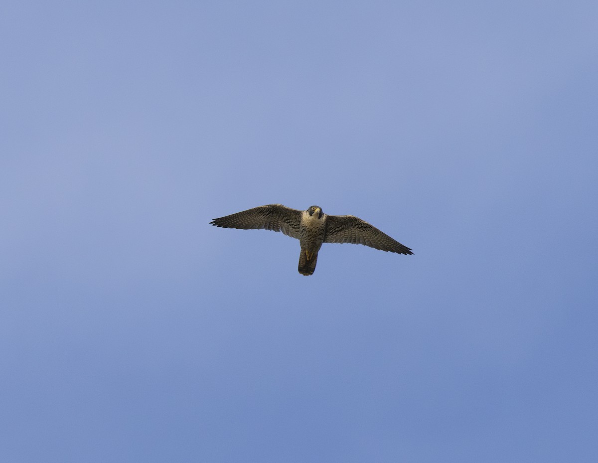 Peregrine Falcon - ML646472775