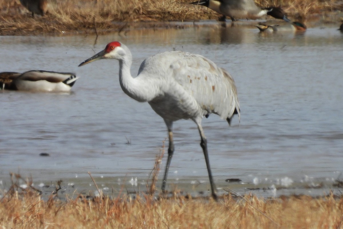 Sandhill Crane - ML646472778