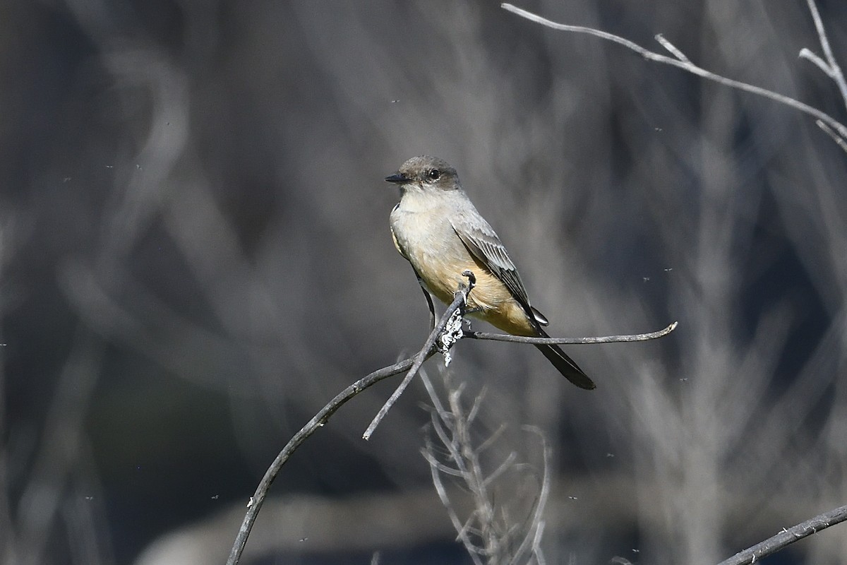 Say's Phoebe - ML646472779