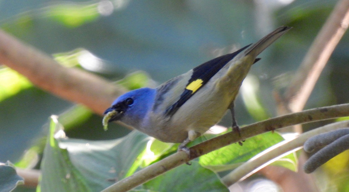 Yellow-winged Tanager - ML646472780