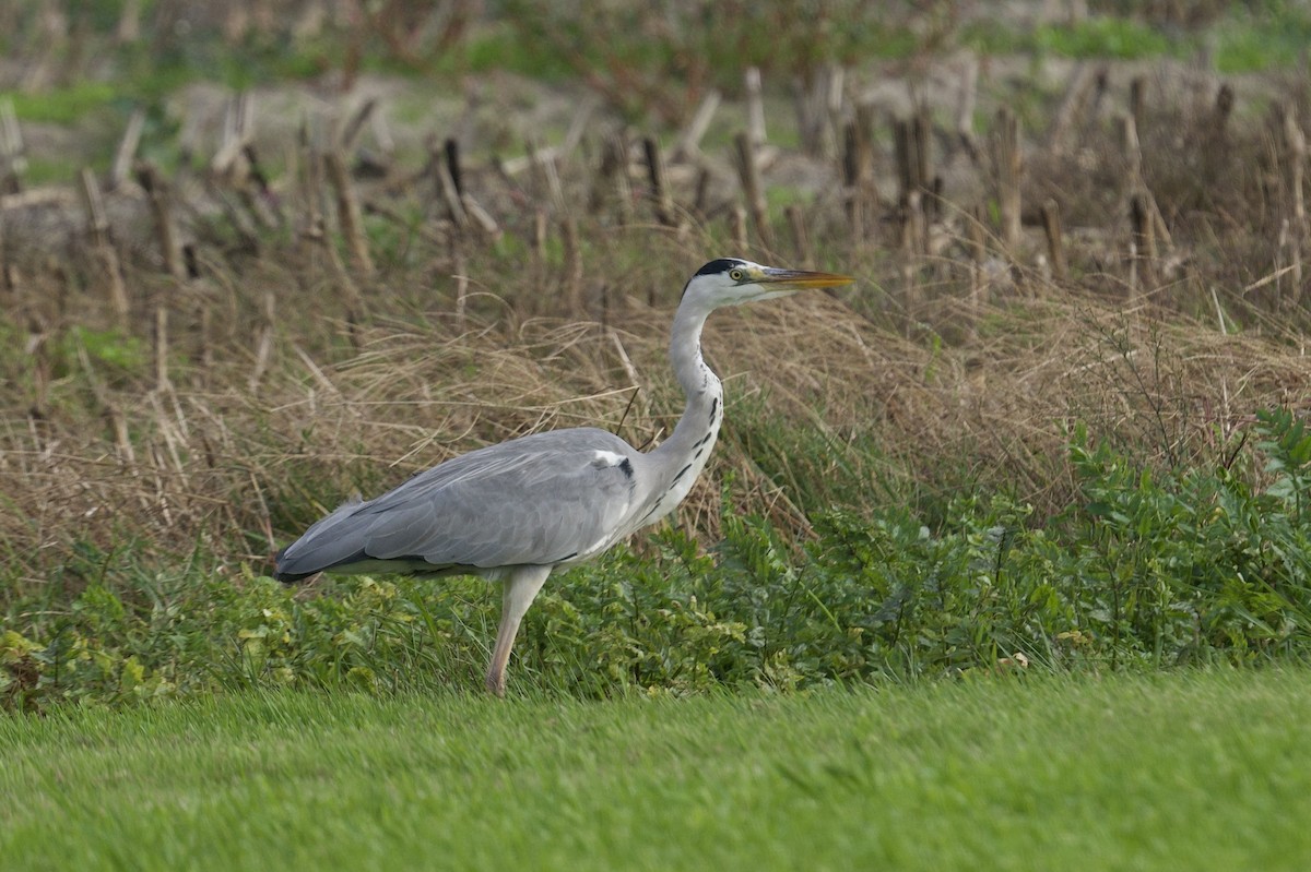 Gray Heron - ML646472781