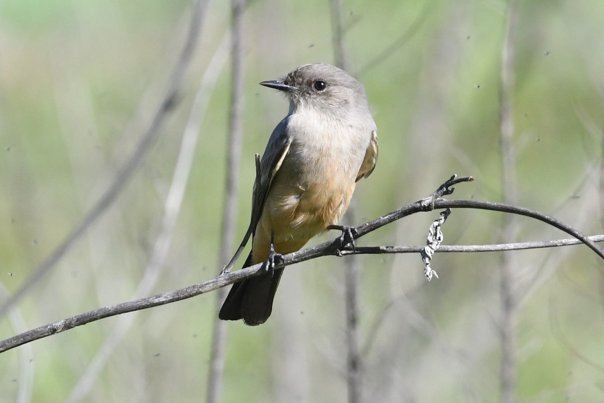 Say's Phoebe - ML646472782