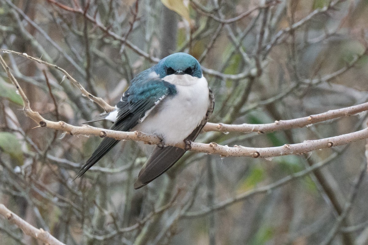 Ağaç Kırlangıcı - ML646472784