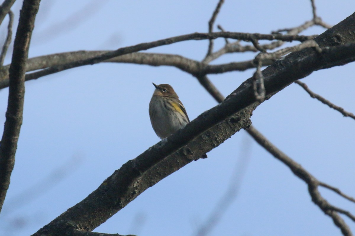 Yellow-rumped Warbler - ML646472785