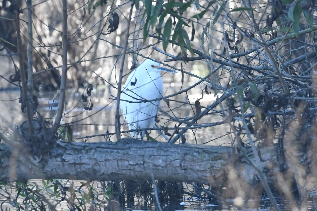 volavka bělostná - ML646472786