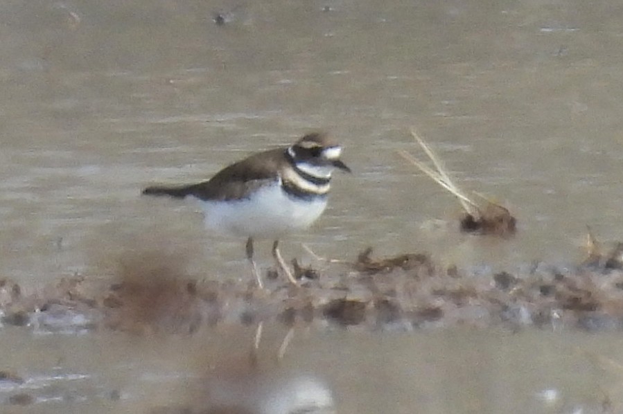 Killdeer - ML646472788