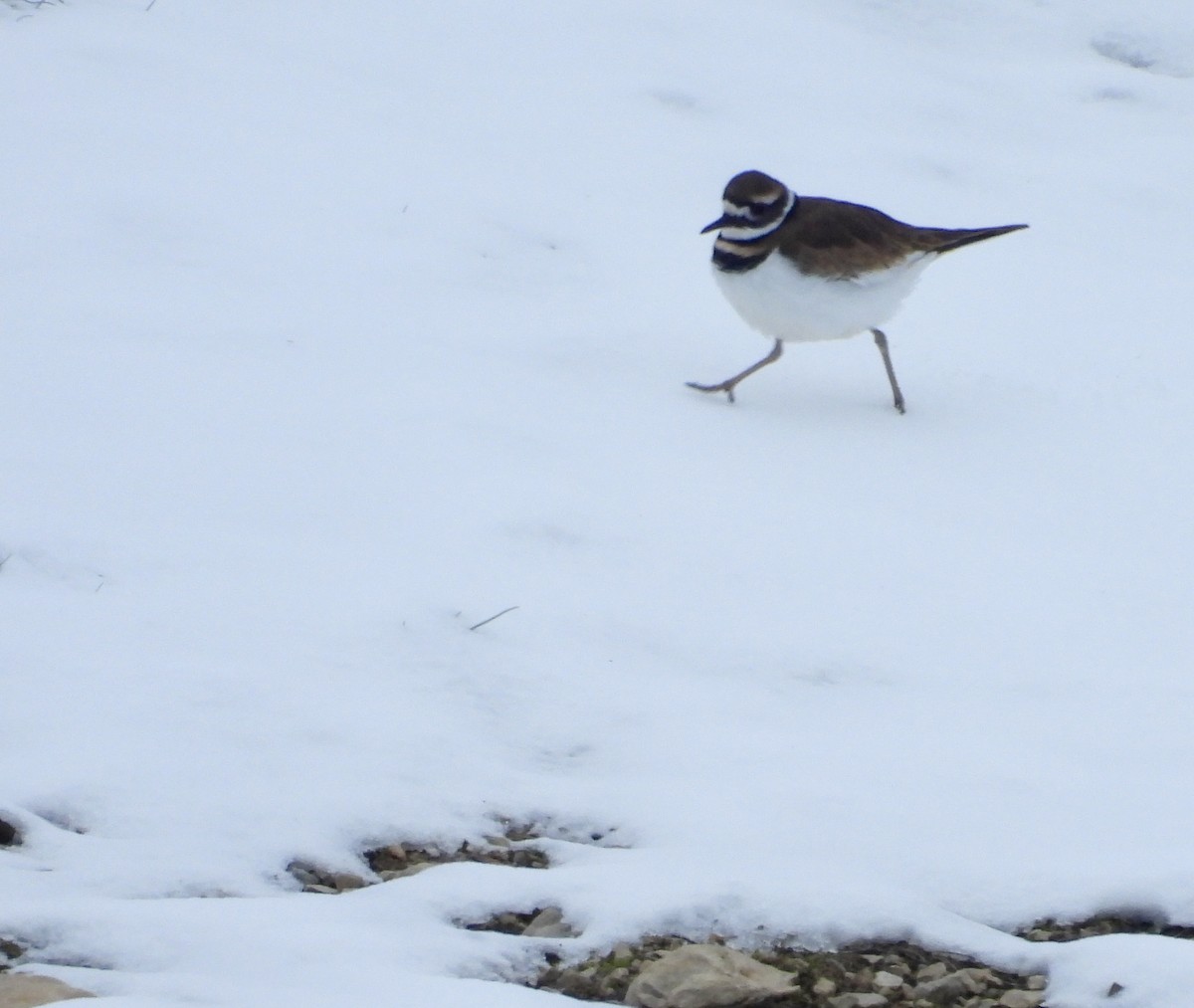 kulík rezavoocasý - ML646472789