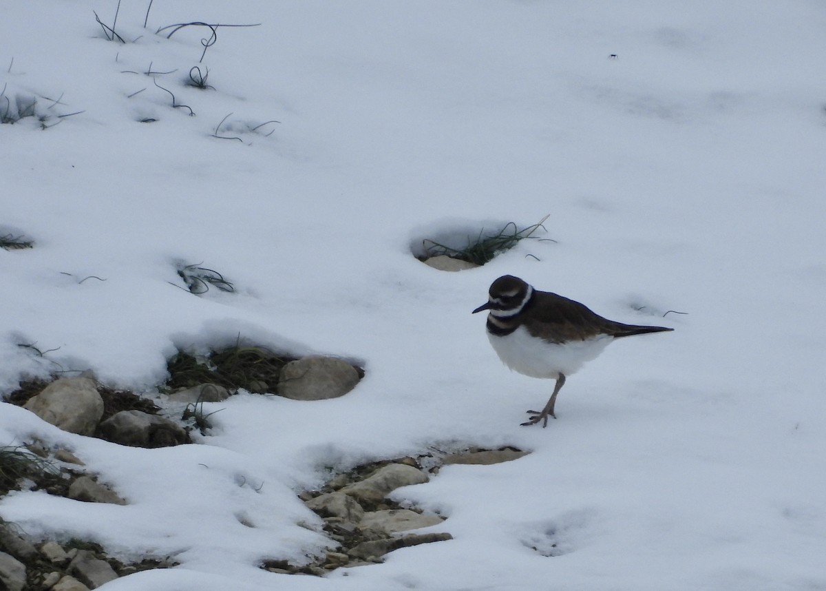 kulík rezavoocasý - ML646472790