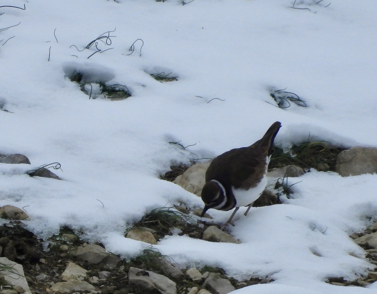 kulík rezavoocasý - ML646472791