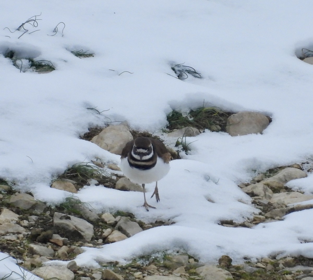 kulík rezavoocasý - ML646472792