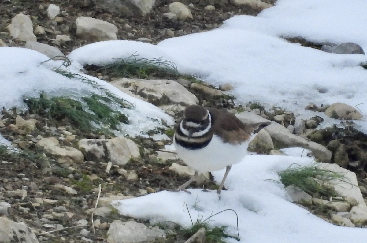 kulík rezavoocasý - ML646472793