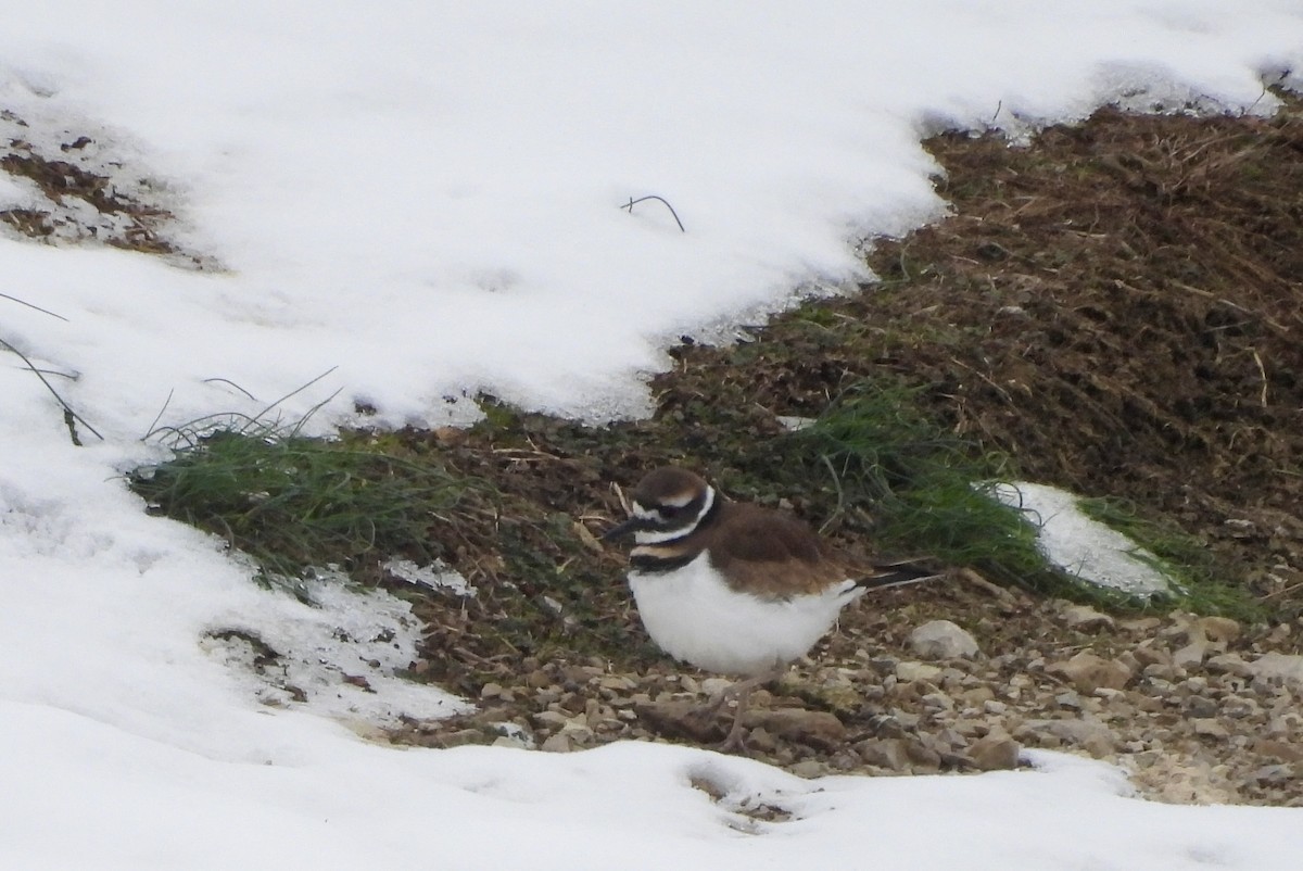 kulík rezavoocasý - ML646472794